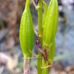 Dipodium variegatum Fruto