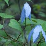 Clematis occidentalis Folio