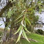 Salix × pendulina পাতা