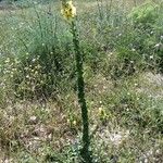 Verbascum creticum 整株植物