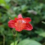 Ruellia brevifolia Floare