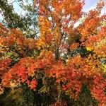 Liquidambar formosana Leaf