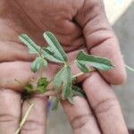 Vigna trilobata Leaf