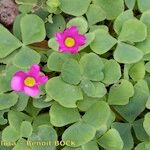 Oxalis purpurata Beste bat