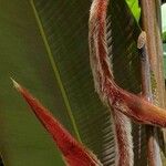 Heliconia vellerigera Hoja