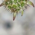 Scabiosa triandra Frutto