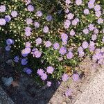 Brachyscome iberidifolia Flower