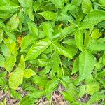 Syngonium podophyllum Leaf