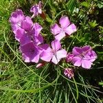 Dianthus glacialis Blüte