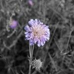 Scabiosa canescens फूल