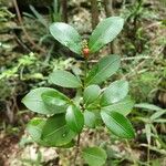 Excoecaria madagascariensis Blatt