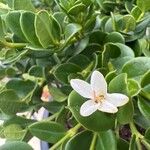 Carissa macrocarpa Kvet