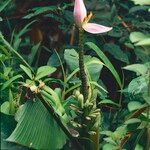 Musa ornata Blüte