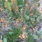 Bulbine frutescens Plante entière