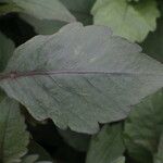 Dahlia spp. Leaf