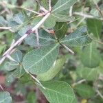 Commiphora glandulosa पत्ता