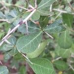 Commiphora glandulosa Blatt