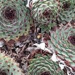 Sempervivum calcareum Habit