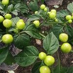 Solanum scabrum Fruit