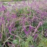 Salvia LaucanthaFlower