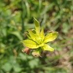 Euphorbia flavicoma Λουλούδι