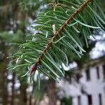 Pseudotsuga menziesii Levél