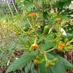 Mussaenda frondosa Fruto