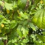 Hibiscus syriacus Leaf