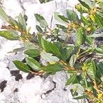 Salix waldsteiniana पत्ता