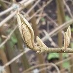 Callicarpa bodinieri 葉