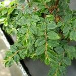 Begonia foliosa برگ