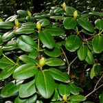 Rhododendron aureum Hoja