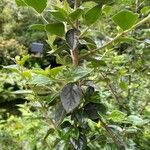 Cotoneaster simonsii Blad