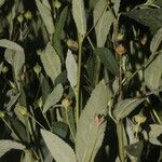 Sida rhombifolia موطن