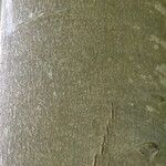 Ficus benjamina Kabuk