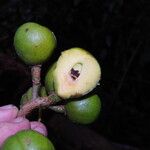 Coelocaryon preussii Fruto