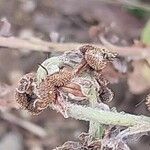 Pardoglossum cheirifolium Fruit