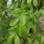 Sideroxylon lanuginosum Leaf