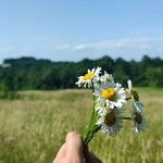 Leucanthemum vulgareFlower