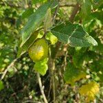 Solanum aculeastrum Fruit