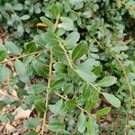 Ilex crenata 葉