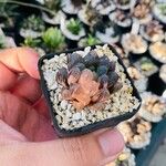 Haworthia cymbiformis Yaprak