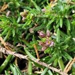 Spergularia rupicola Leaf