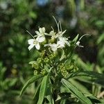 Clerodendrum heterophyllum Flor