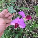 Lathyrus grandiflorus Flor