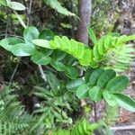 Campsidium valdivianum Otro