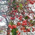 Malus baccata Gyümölcs