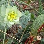 Euphorbia paralias Flor