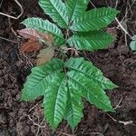 Pometia pinnata Leaf