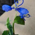 Commelina forskaolii Kita